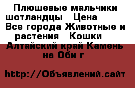 Плюшевые мальчики шотландцы › Цена ­ 500 - Все города Животные и растения » Кошки   . Алтайский край,Камень-на-Оби г.